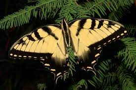 Maybe you would like to learn more about one of these? Papilio Glaucus Wikipedia