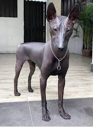 Please feel free to join on in and post your photos of hairless dogs here in the pool, or just keep coming back to see the nekkid dogs as they show up to entertain you! Out Of This World Remarkable Photos Of Unique Dogs Hairless Dog Mexican Hairless Dog Dog Breeds