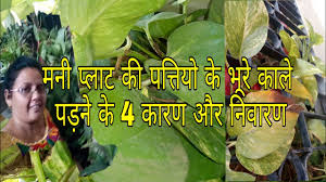 We did not find results for: 4 Reason Money Plant Leaves Turning Black Brown In Summer How It Avoided Vijaya S Creative Garden Youtube