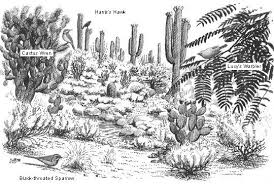 Because of these adaptations, cacti are able to survive in the desert where most plants would die. Habitat Bird Identification Skills Bird Id Cactus Wren Bush Drawing Habitats