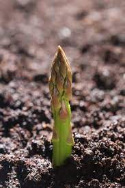 Check spelling or type a new query. Organic Asparagus Plants Lovetoknow