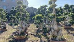 Ornamental Plants Dragon Shape Ficus Microcarpa Bonsai ...