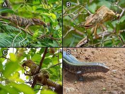 Image result for Trilepisium madagascariense