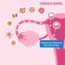 Calculadora Gestacional De Meses Para Semanas El Control De Todas Las Semanas De Embarazo Con Los Cambios En La Embarazada Y El Bebe Pincha Aqui Para Co En 2020 Embarazo Ectopico Embarazo Calculadora Del Embarazo