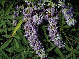 We did not find results for: Texas Invasives