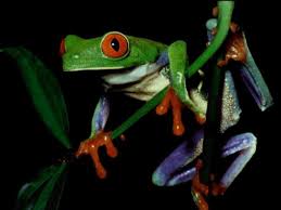 By supporting us, you buy local. 50 Free Frog Wallpapers And Screensavers On Wallpapersafari