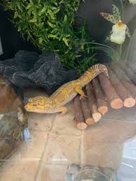 Check spelling or type a new query. Leopard Gecko Care On Twitter Here S My Boy At The Start Of His Shed And Then About An Hour Later I Noticed How His Belly Looked Significantly Plumper After The Shed Fyi