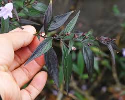 Image result for Strobilanthes anisophylla