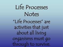 All living things are made of cells, use energy, respond to stimuli, grow and reproduce, and maintain homeostasis. The 9 Characteristics Of Living Things Ppt Download
