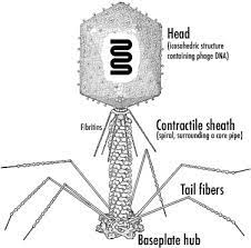 Biotechnological Applications Of Bacteriophages State Of The Art Sciencedirect