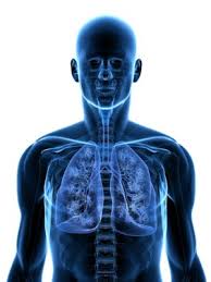Struktur sistem respirasi (page 1). Struktur Organ Sistem Pernapasan Manusia Dan Fungsinya Hisham Id