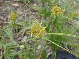 Image result for Pycreus unioloides