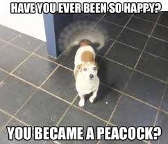 Dank memes, funny dog pictures, dog reaction meme, dog reaction meme hearts, chihuahua dog reaction meme. Facebook