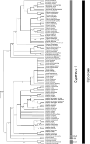 Image result for Alinula paradoxa