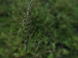 Image result for Steinchisma laxum