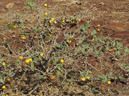Image result for Solanum lichtensteinii
