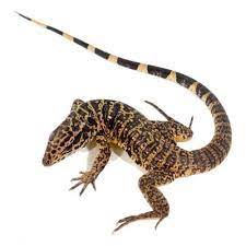 Get the best deal for tegu building toys sets & packs from the largest online selection at ebay.com. Buy Argentine Red Tegus Big Apple Pet Supply