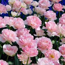 All flower bulbs can be shipped to you at home. Van Zyverden Tulips Bulbs Angelique Set Of 12 21571 The Home Depot ãƒãƒ¥ãƒ¼ãƒªãƒƒãƒ— ãƒ–ãƒ¼ã‚± æ—…