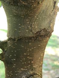You may not think so, if you have a tree carefully. Forum Pear Tree With Thorns