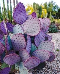 In fact, the plant is finishing off. Why Is The Prickly Pear Cactus One Of The Most Popular Cacti