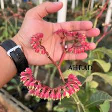 Image result for Monadenium spinulosum