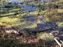 Maybe you would like to learn more about one of these? Brazos Bend State Park Texas