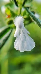 Image result for Trichodesma zeylanicum