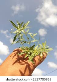 Image result for Oldenlandia cana