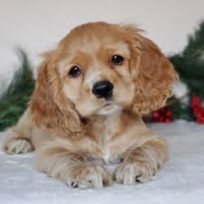 This gal is being raised with children who enjoy playing. Molly Mae Cocker Spaniel Puppy 622323 Puppyspot