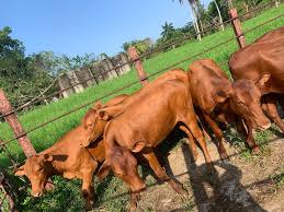  Red Poll Cattle for sale Available at LIVESTOCK FOR SALE USA