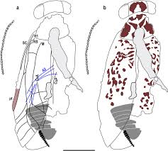 Image result for Astropanax abyssinicus