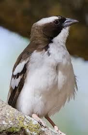 Backyard Birds Of Southern Illinois White Browed Sparrow Weaver World Birds Beautiful Birds Backyard Birds