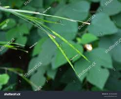 Image result for Rottboellia