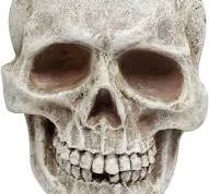 MOIDHSAG Vintage Skull Figurine Realistic Aged Resin ...