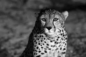 Black And White Cheetah Photography Cheetah Photography Google Search Cheetah Wallpaper Cheetah Black And White