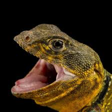 Eastern Collared Lizard Crotaphytus Collaris Collaris Reptiles And Amphibians Lizard Amphibians