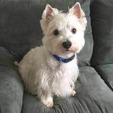 And When They Grow Up Westie Dogs Westies Westie Terrier
