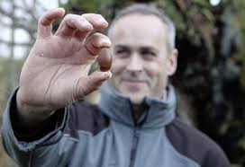 Oldest Oak tree in Ireland shows signs of life