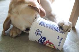 Can Dogs Eat Yogurt Is Yogurt Good For Dogs Can Dogs Eat Yogurt Make Dog Food Can Dogs Eat