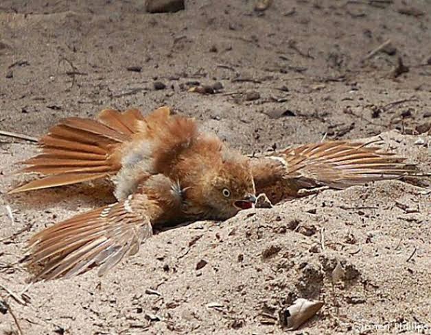  Dust Baths 