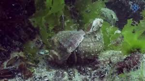 Image result for Warneckea walikalensis