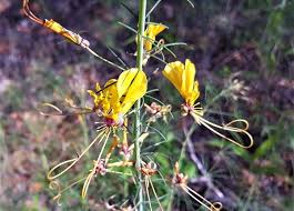 Image result for Gnidia burchellii