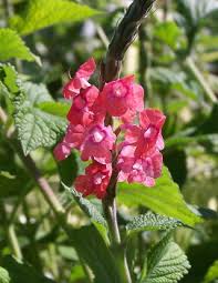 Image result for Stachytarpheta