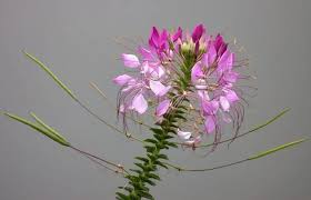 Image result for Cleome houtteana