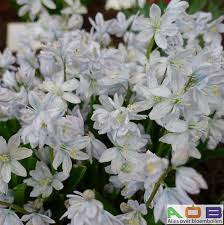 Image result for Scilla benguellensis