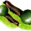 Caranya adalah dengan merebus daun jambu biji kemudian air minuman tersebut diminum. 1