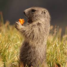 Murmeltier Murmeltiere Marmot Mankei Munggen Austria Osterreich Karnten Kaernten Grossglockner Hochalpenstrasse Baby Suess Brown Bear Animals Bear