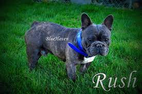 The french bulldog can come in a variety of different colors. What Colors And Color Patterns Do Frenchies Come In Bluehaven French Bulldogsbluehaven French Bulldogs