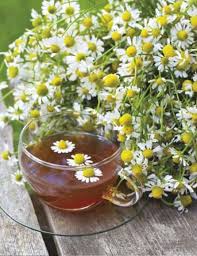 Harvesting harvest chamomile flowers during the entire blooming season; Chamomile Seeds Flower Seeds Mr Fothergill S Seeds And Bulbs