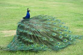 Fine art techniques tips and tricks. Here S How To Tell The Difference Between A Male And Female Peacock Bird Eden